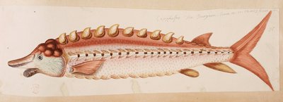 Un poisson - Mark Catesby