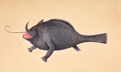 Un poisson - Mark Catesby