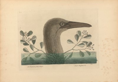 An Thymelaea foliis obtusis; Anseri Bassano &c: Le Grand Fou, Planche 86 de 