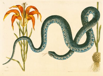 Anguis, le serpent Wampum, planche 58, vol. 1 de 