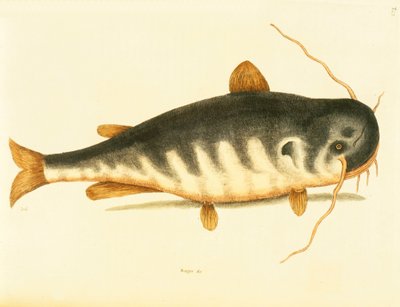 Poisson-chat, planche 23, vol. 1 de 
