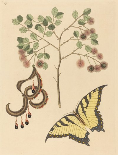 Mimosa circinalis - Mark Catesby