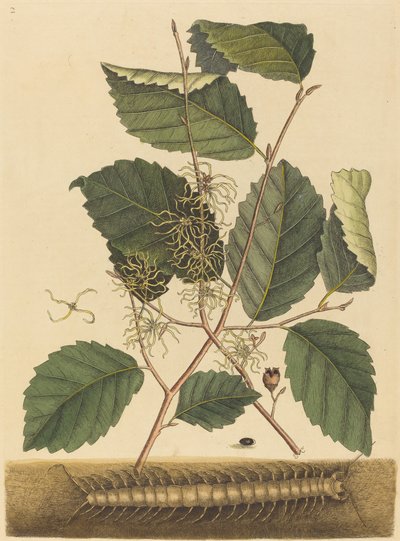 Scolopendre Scolopendra morsitans, publié 1731-1743 - Mark Catesby