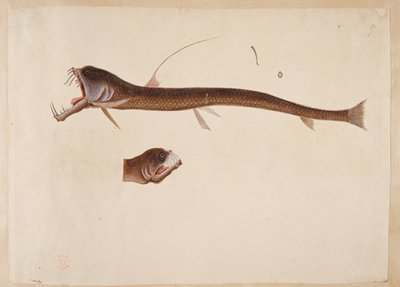 Chauliodus sloanei. Une créature ressemblant à une anguille - Mark Catesby