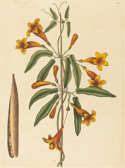 Bignone à vrilles, publiée en 1754 - Mark Catesby