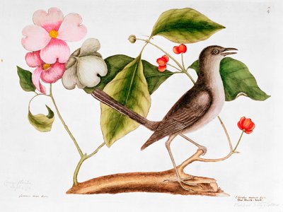 Cornouiller : Cornus florida, et Moqueur de la Caroline du Nord (1730-48) - Mark Catesby