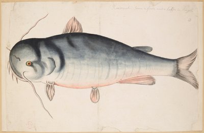 Keetrauk. Environ 2 pieds et demi de longueur. Un poisson-chat? - Mark Catesby
