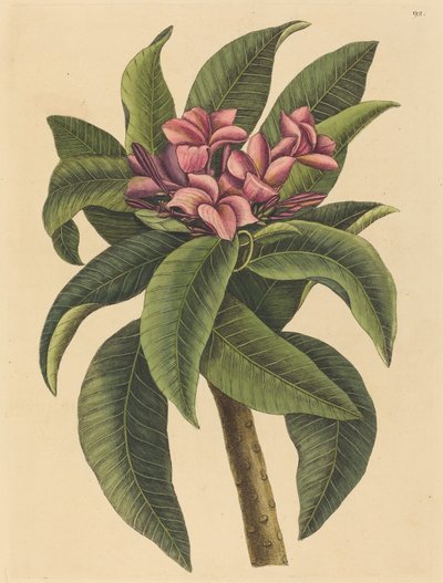 Frangipanier Rouge Plumeria rubra, publié 1731-1743 - Mark Catesby