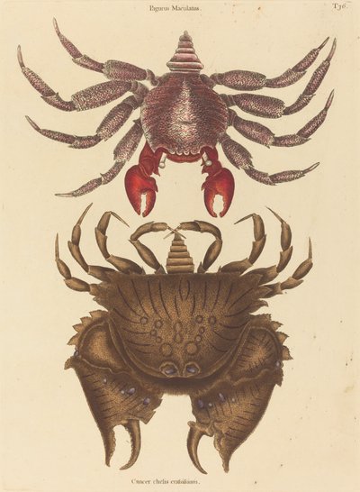 Crabe de roche rouge tacheté (Cancer grapsus) - Mark Catesby