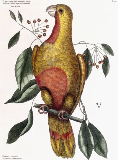 Bois rouge - Frutex Lauri folio pendulo, fructu triocco semine nigro splendente - Mark Catesby