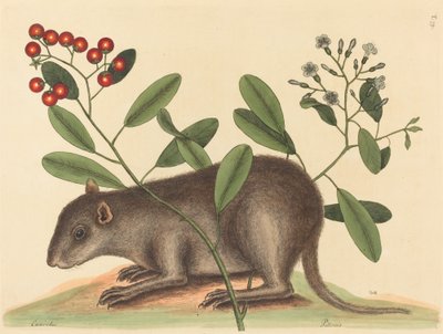 Le Bahama Coney Mus Monax, publié en 1754 - Mark Catesby