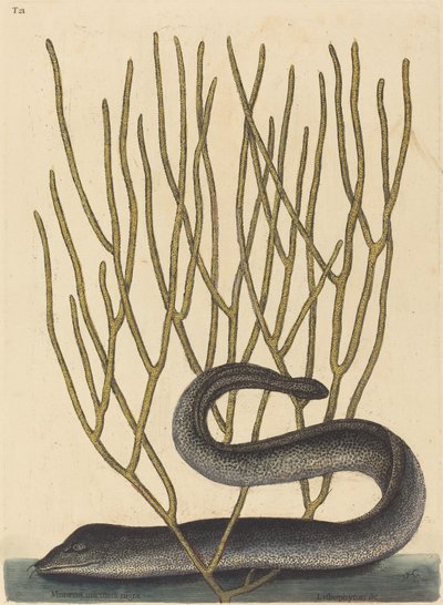 La Murène noire (Muraenae helenae varietas) - Mark Catesby