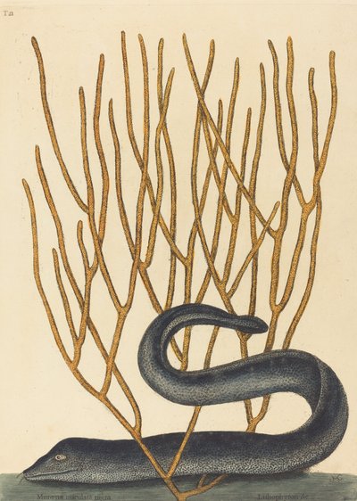La Murène noire Muraenae helenae varietas - Mark Catesby