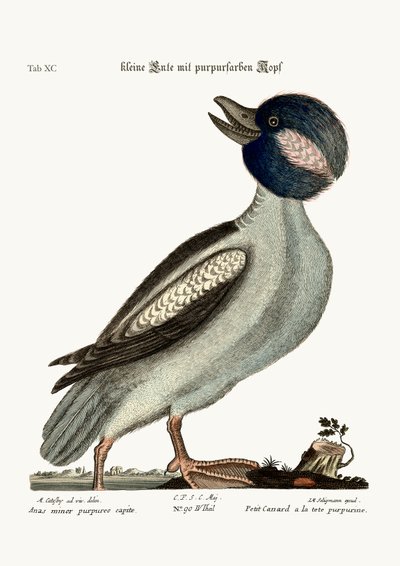 Le canard à tête de buffle, 1749-73 - Mark Catesby
