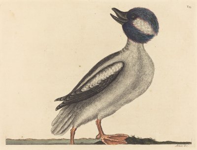 Le Canard à tête de buffle Anas bucephala - Mark Catesby