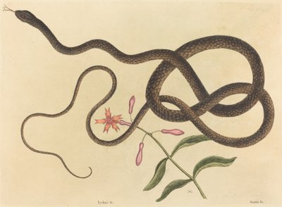 Le serpent fouet Coluber flagellum - Mark Catesby