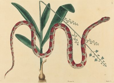 Le Serpent des blés (Coluber fulvius?) - Mark Catesby