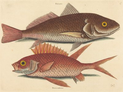 Le Croker Perca undulata, publié 1731-1743 - Mark Catesby