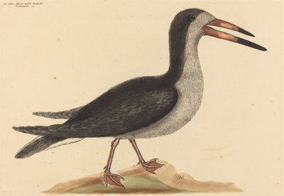 Le Rhynchops nigra, publié 1731-1743 - Mark Catesby