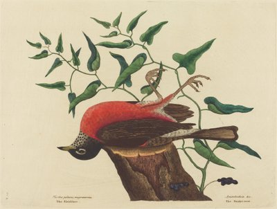 La Grive de Caroline Turdus migratorius - Mark Catesby
