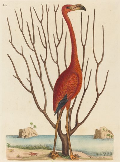 Le Flamant Phoenicopterus ruber, publié 1731-1743 - Mark Catesby