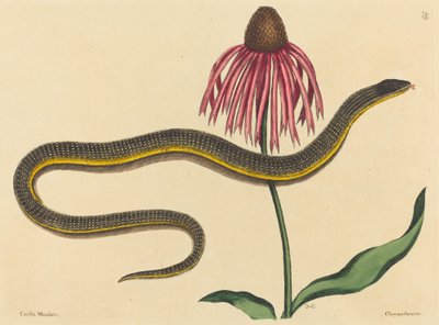 Le serpent de verre Anguis ventralis, publié 1731-1743 - Mark Catesby