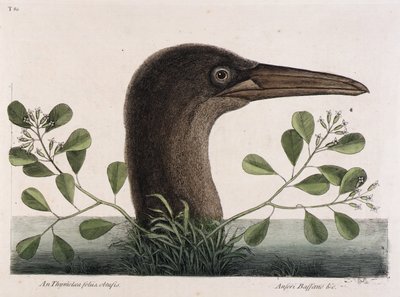 Le grand fou (An Thymelaea foliis obtusis, Anseri Bassano  c.) - Mark Catesby