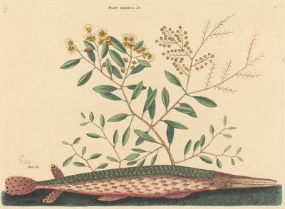 Le poisson vert Esox osseus, publié 1731-1743 - Mark Catesby