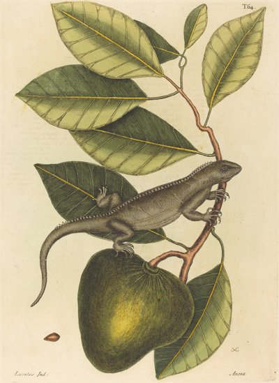 Le Guana Lacerta Iguana - Mark Catesby