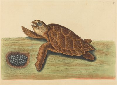 La tortue imbriquée Testudo caretta, publié 1731-1743 - Mark Catesby