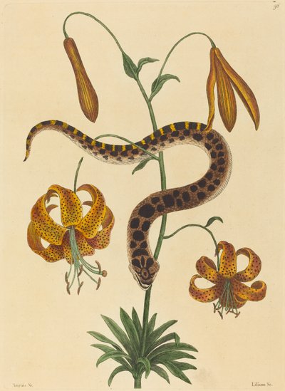 Le serpent à nez de porc (Boa contortrix) - Mark Catesby