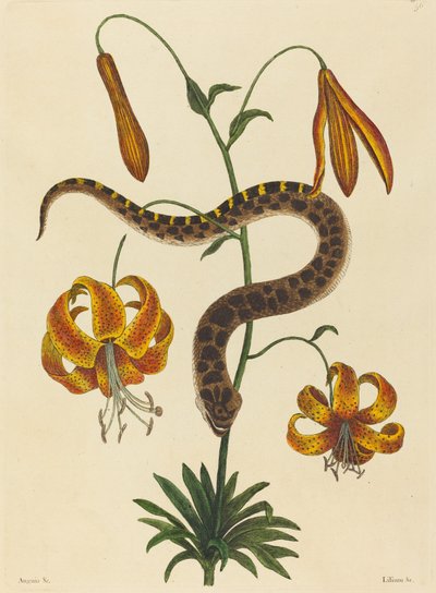 Le serpent à nez de porc, publié 1731-1743 - Mark Catesby
