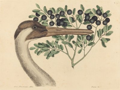 La grue hooping Ardea Americana, publiée 1731-1743 - Mark Catesby