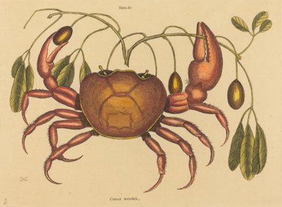 Le crabe terrestre Cancer ruricola, publié 1731-1743 - Mark Catesby