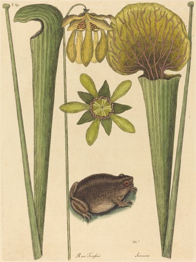 La Grenouille Terrestre Rana - Mark Catesby