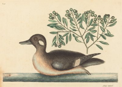 Le petit canard brun Anas rustica, publié en 1754 - Mark Catesby