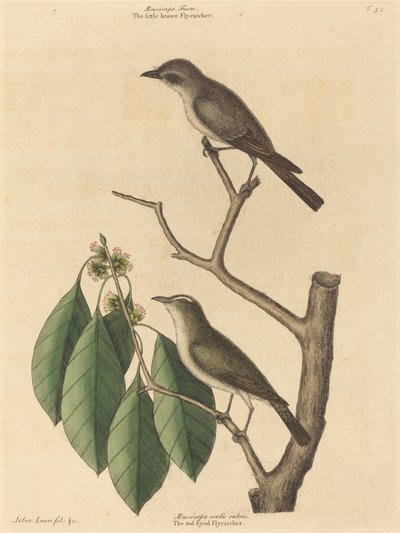 Le petit gobe-mouches brun - Mark Catesby
