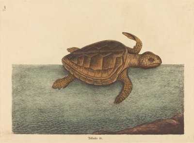 La Tortue caouanne Testudo Cavanna, publié en 1731-1743 - Mark Catesby