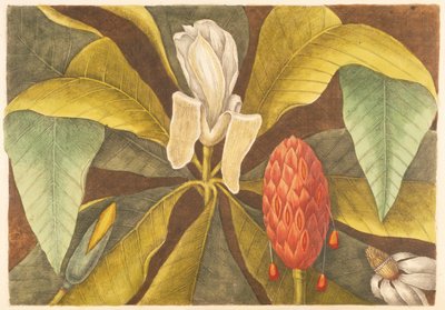 Le Magnolia, planche 68, vol. 1 de 