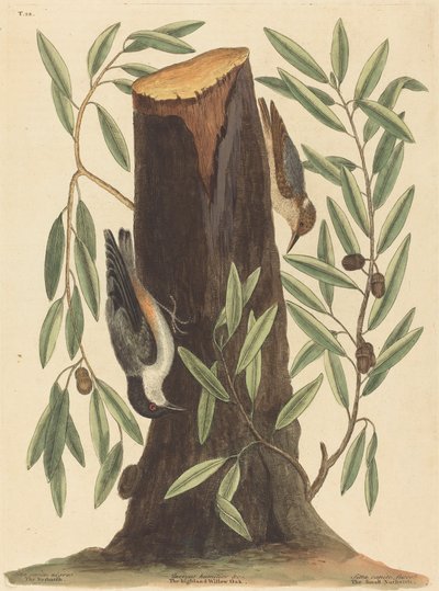 La sittelle torchepot Sitta Europaea, publié 1754 - Mark Catesby