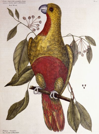 Le Perroquet du Paradis, 1771 - Mark Catesby