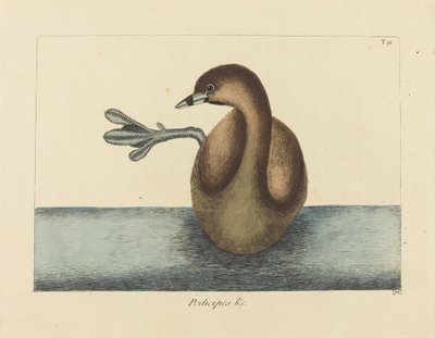 Le Grèbe à bec cerclé (Colymbus podiceps) - Mark Catesby