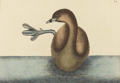 Le Grèbe à bec cerclé Colymbus podiceps, publié 1731-1743 - Mark Catesby