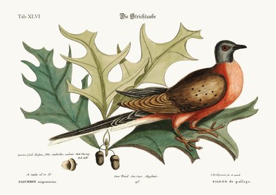 Le Pigeon de passage, 1749-73 - Mark Catesby
