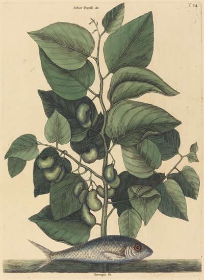 Le Pilchard Argentina carolina, publié 1731-1743 - Mark Catesby