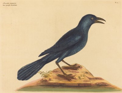 Le Choucas violet, publié 1731-1743 - Mark Catesby
