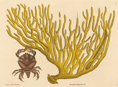 Le crabe à pinces rouges Cancer erythropus, publié 1731-1743 - Mark Catesby