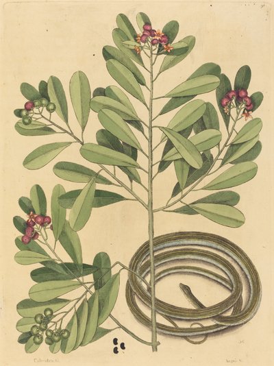 Le Serpent Ruban Coluber saurita, publié 1731-1743 - Mark Catesby