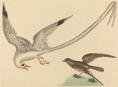 Le Moineau de riz Emberiza oryzivora, publié 1731-1743 - Mark Catesby
