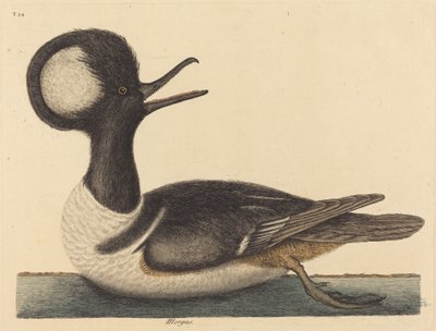 Le Canard à Crête Ronde Mergus cucullatus - Mark Catesby